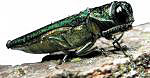 Emerald Ashborer Samples