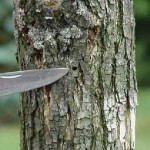 Emerald Ashborer Samples