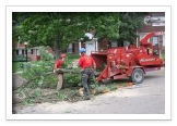 Tree Removal and Maintenance Services