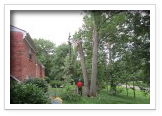 Tree Removal and Maintenance Services