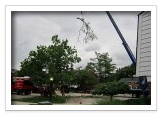 Tree Removal and Maintenance Services