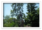Tree Removal and Maintenance Services