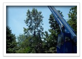 Tree Removal and Maintenance Services