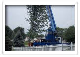 Tree Removal and Maintenance Services