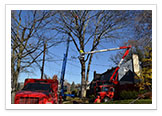 Tree Removal and Maintenance Services
