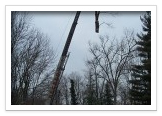 Tree Removal and Maintenance Services