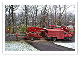Tree Removal and Maintenance Services