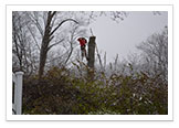 Tree Removal and Maintenance Services