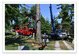 Tree Removal and Maintenance Services