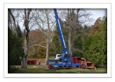 Tree Removal and Maintenance Services