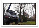 Tree Removal and Maintenance Services