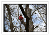 Tree Removal and Maintenance Services