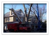 Tree Removal and Maintenance Services