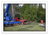 Tree Removal and Maintenance Services