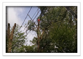 Tree Removal and Maintenance Services