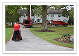 Tree Removal and Maintenance Services