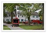 Tree Removal and Maintenance Services