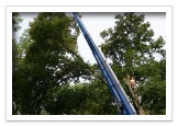 Tree Removal and Maintenance Services