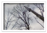 Tree Removal and Maintenance Services