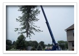 Tree Removal and Maintenance Services