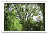 Tree Removal and Maintenance Services