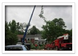 Tree Removal and Maintenance Services