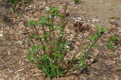 Spring Pruning