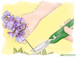 Pruning Lilacs After Blooming