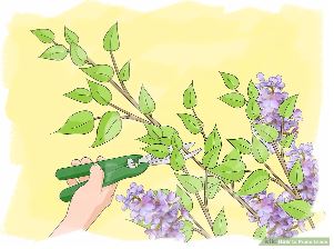 Pruning Lilacs After Blooming